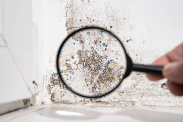 Best Emergency Mold Remediation  in Ferndale, WA